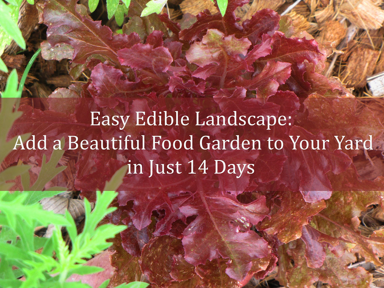 Easy Edible Landscape: Add a Beautiful Food Garden to Your Yard in Just 14 Days [COURSE] - Patricia Loofbourrow